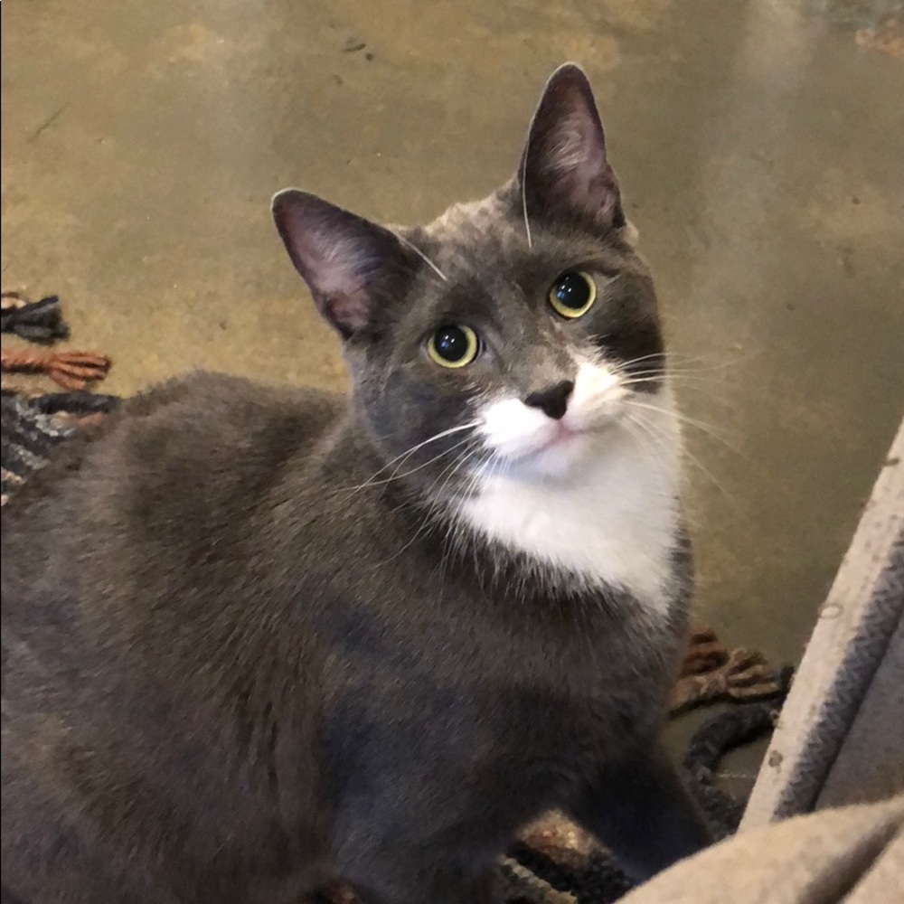 Meet your Posher, Alyson